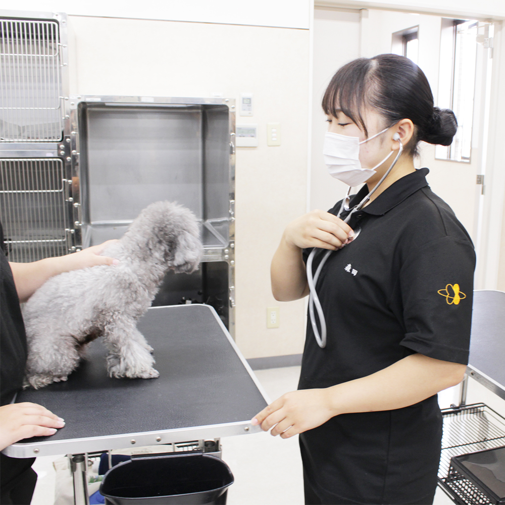 ２年生の動物看護実習